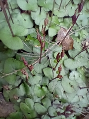 Acianthus sinclairii