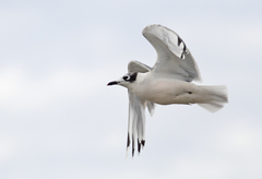 Leucophaeus pipixcan