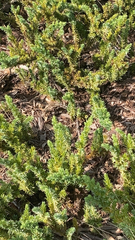 Juniperus horizontalis