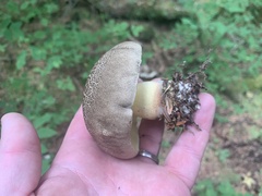 Caloboletus conifericola