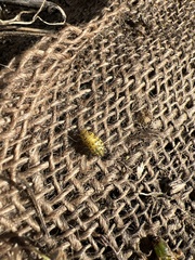 Epilachna varivestis