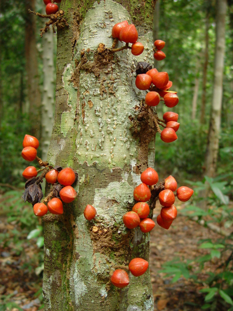 Epicharis cuneata (Epicharis cuneata)