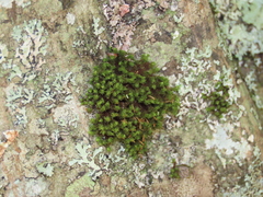 Ulota crispula