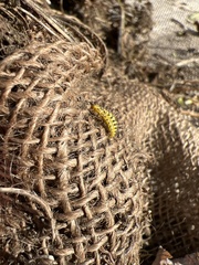 Epilachna varivestis