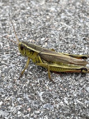 Melanoplus bivittatus