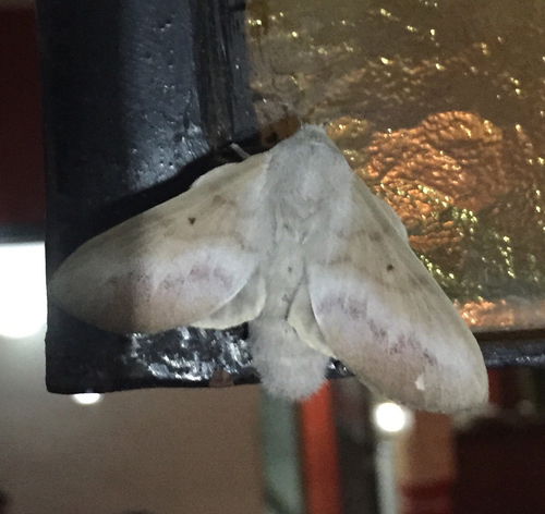 Lasiocampidae