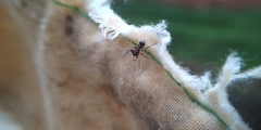 Corinnidae