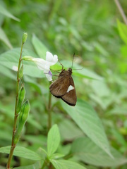 Notocrypta paralysos varians