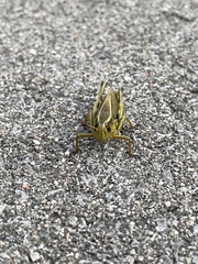 Melanoplus bivittatus