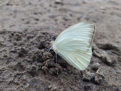 Ascia monuste monuste