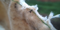 Corinnidae