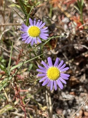 Felicia tenella