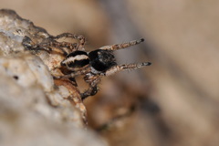 Aelurillus v-insignitus