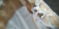 Corinnidae