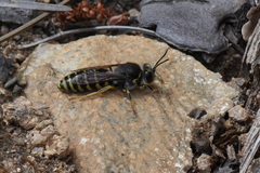 Bembix