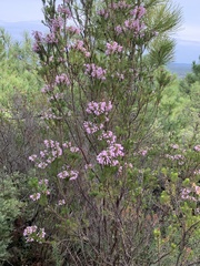 Erica multiflora