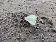 Ascia monuste monuste