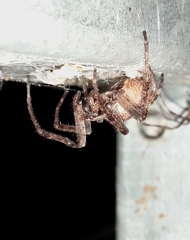 Larinioides ixobolus