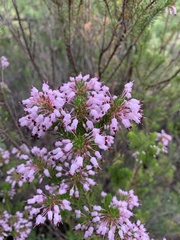 Erica multiflora