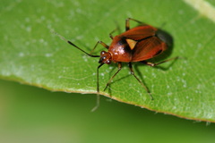 Deraeocoris ruber
