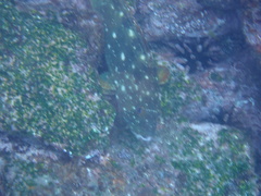 Epinephelus labriformis