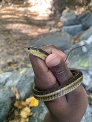 Thamnophis sirtalis sirtalis