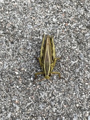 Melanoplus bivittatus