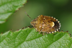 Staria lunata