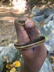 Thamnophis sirtalis sirtalis