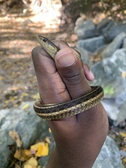 Thamnophis sirtalis sirtalis