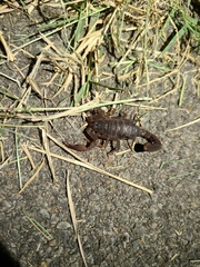 Pseudouroctonus reddelli