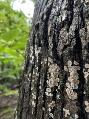 Aleurodiscus oakesii