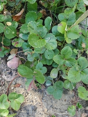Fragaria × ananassa