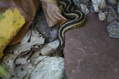 Thamnophis sirtalis sirtalis