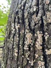 Aleurodiscus oakesii