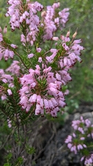 Erica multiflora