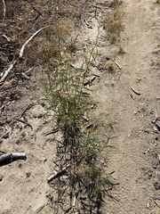 Asclepias fascicularis