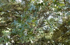 Quercus buckleyi