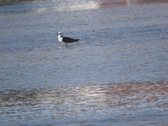 Larus dominicanus vetula