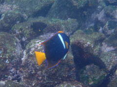 Holacanthus passer