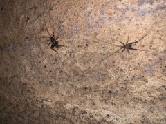 Euhadenoecus puteanus