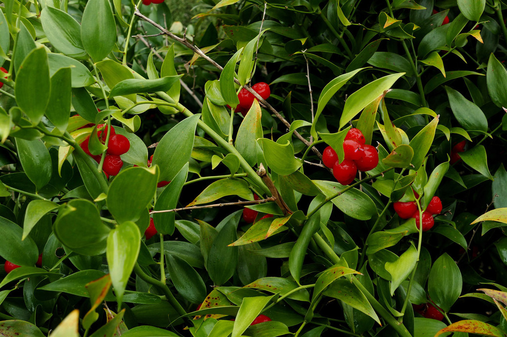 Alexandrian laurel