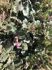 Mirabilis multiflora