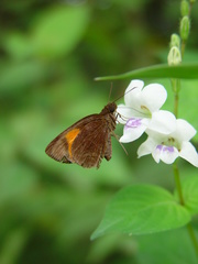 Koruthaialos rubecula