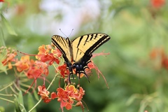 Papilio multicaudata multicaudata