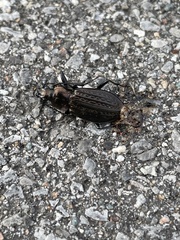 Carabus granulatus