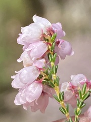 Erica quadrangularis