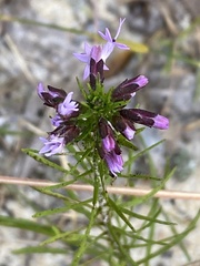 Liatris gracilis