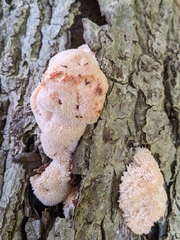 Hericium erinaceus