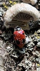 Endomychus biguttatus